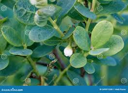 Attēlu rezultāti vaicājumam “Vaccinium uliginosum fruit”