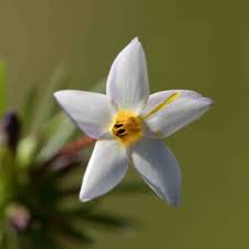 Attēlu rezultāti vaicājumam “Polemoniaceae”