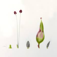 Attēlu rezultāti vaicājumam “Salix myrsinifolia male flower”