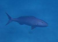 Image result for Aprion virescens