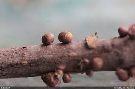 Attēlu rezultāti vaicājumam “Dianema nivale”