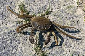 Image result for Eriocheir sinensis