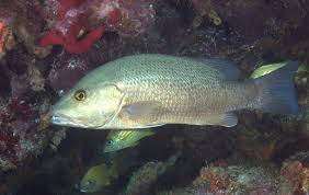 Image result for Lutjanus cyanopterus