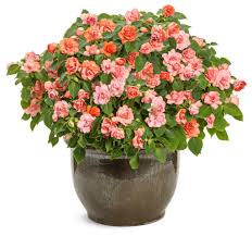 Image result for Impatiens walleriana