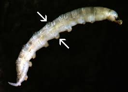 Attēlu rezultāti vaicājumam “Tipulidae larva”