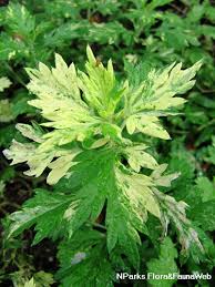 Attēlu rezultāti vaicājumam “Artemisia vulgaris leaf”