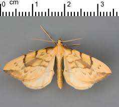 Attēlu rezultāti vaicājumam “Eulithis pyraliata”