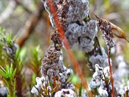 Attēlu rezultāti vaicājumam “Diderma deplanatum sessile”