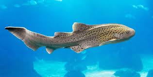 Image result for Stegostoma tigrinum