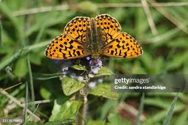 Attēlu rezultāti vaicājumam “Clossiana euphrosyne underside”
