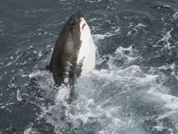 Image result for Alopias vulpinus