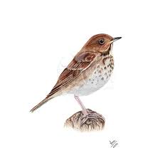 Image result for Catharus guttatus