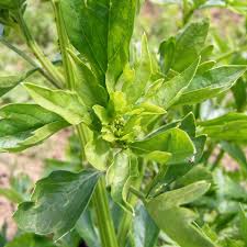 Attēlu rezultāti vaicājumam “Levisticum officinale leaf”