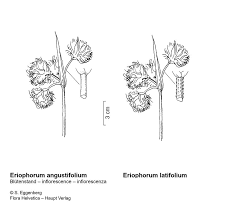 Attēlu rezultāti vaicājumam “Eriophorum latifolium leaf”