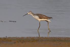 Attēlu rezultāti vaicājumam “Tringa stagnatilis adult”