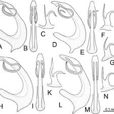 Attēlu rezultāti vaicājumam “Eupteryx vittata”