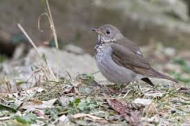 Image result for Catharus minimus