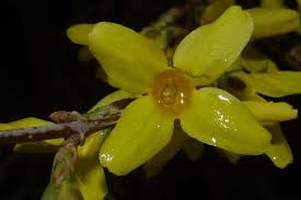 Attēlu rezultāti vaicājumam “Forsythia viridissima flower”