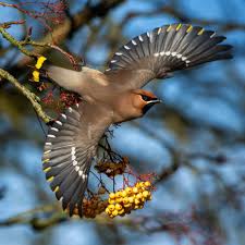 Attēlu rezultāti vaicājumam “Bombycilla garrulus”