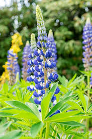 Attēlu rezultāti vaicājumam “Veronica longifolia leaf”
