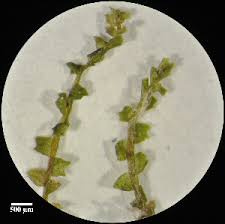 Attēlu rezultāti vaicājumam “Lophozia ascendens”