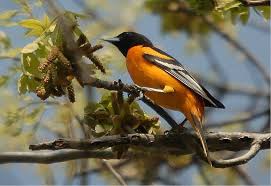 Image result for Icterus galbula