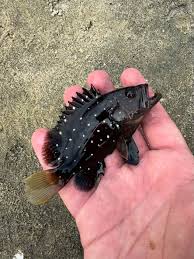 Image result for Hyporthodus niveatus