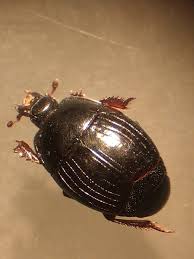 Attēlu rezultāti vaicājumam “Histeridae”