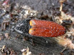 Attēlu rezultāti vaicājumam “Ampedus pomorum”