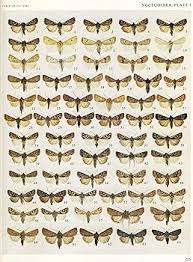 Attēlu rezultāti vaicājumam “Noctuidae”