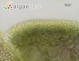 Attēlu rezultāti vaicājumam “Lemanea fluviatilis”