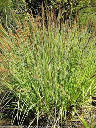 Attēlu rezultāti vaicājumam “Carex elata”