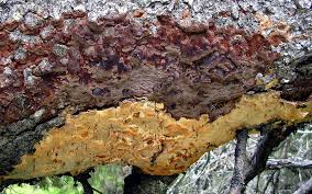 Attēlu rezultāti vaicājumam “Skeletocutis odora”