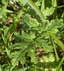 Attēlu rezultāti vaicājumam “Phacelia tanacetifolia leaf”