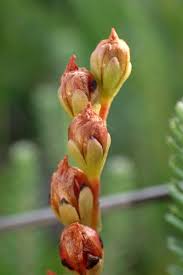 Attēlu rezultāti vaicājumam “Drosera anglica fruit”