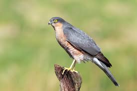 Attēlu rezultāti vaicājumam “Accipiter nisus male”