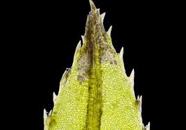 Attēlu rezultāti vaicājumam “Atrichum undulatum sporophyte”