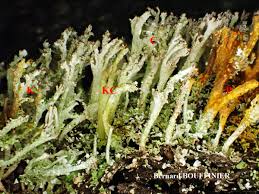 Attēlu rezultāti vaicājumam “Cladonia ramulosa”
