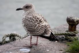 Attēlu rezultāti vaicājumam “Larus marinus”