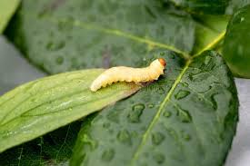 Attēlu rezultāti vaicājumam “Thyatira batis larva”