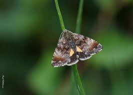 Attēlu rezultāti vaicājumam “Panemeria tenebrata”