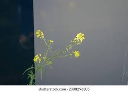 Attēlu rezultāti vaicājumam “Sisymbrium loeselii flower”