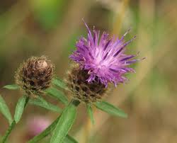 Image result for Centaurea nigra