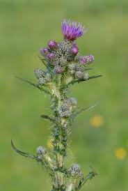 Attēlu rezultāti vaicājumam “Cirsium palustre flower”