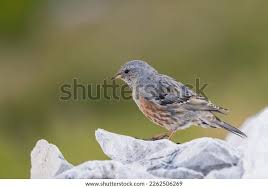 Image result for Prunella collaris