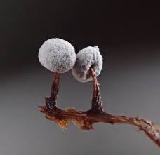 Attēlu rezultāti vaicājumam “Didymium annulisporum”