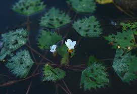 Attēlu rezultāti vaicājumam “Trapa natans leaf”