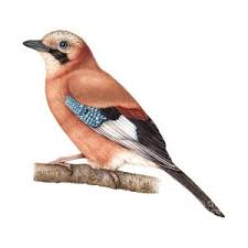 Attēlu rezultāti vaicājumam “Garrulus glandarius”