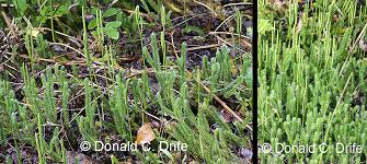 Attēlu rezultāti vaicājumam “Lycopodium dubium”