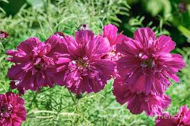 Image result for Cosmos bipinnatus `Double Click`